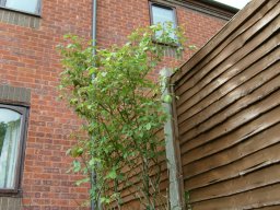 view ne from flower bed